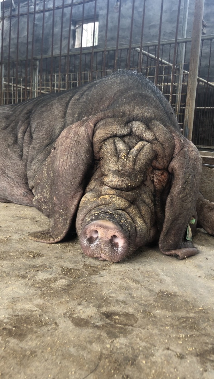 太湖猪批发]太湖高产母猪，奶头二十多一窝高产二十多价格900元