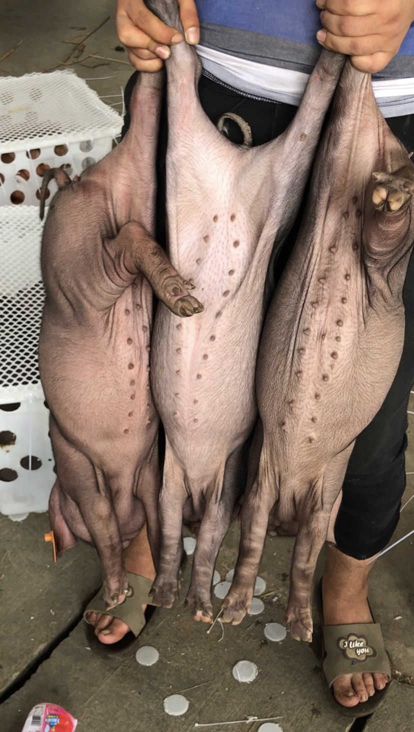 【値下可】台湾 発 猪頭皮 我家是〓人院 台湾人不是被〓大的！？ 値下可】台湾 発 猪頭皮 我家是〓人院 台湾人不是被〓大的