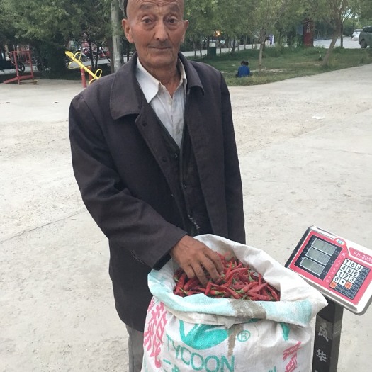 英吉沙县 高辣辣椒有大量现货出售