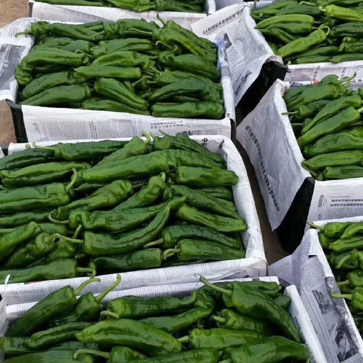 夏邑县301辣椒 15~20cm 微辣 靑色