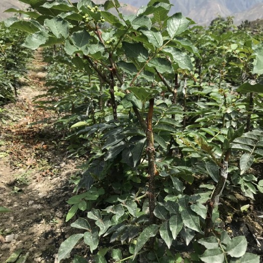陇南无刺花椒苗 甘肃省武都区烟墩沟无刺大红袍花椒种植基地