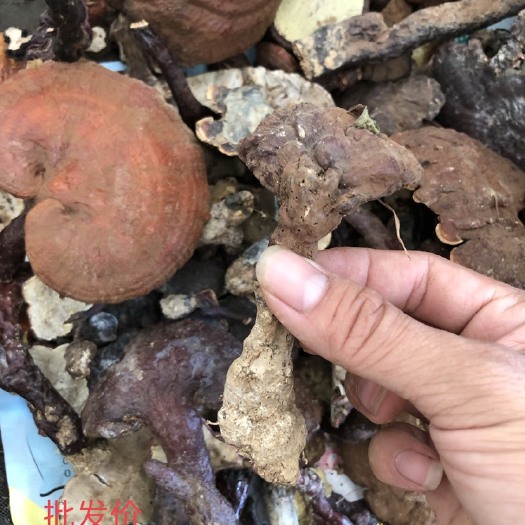 黎平县赤灵芝统货大小都有，甘香苦味1斤包邮，不包退