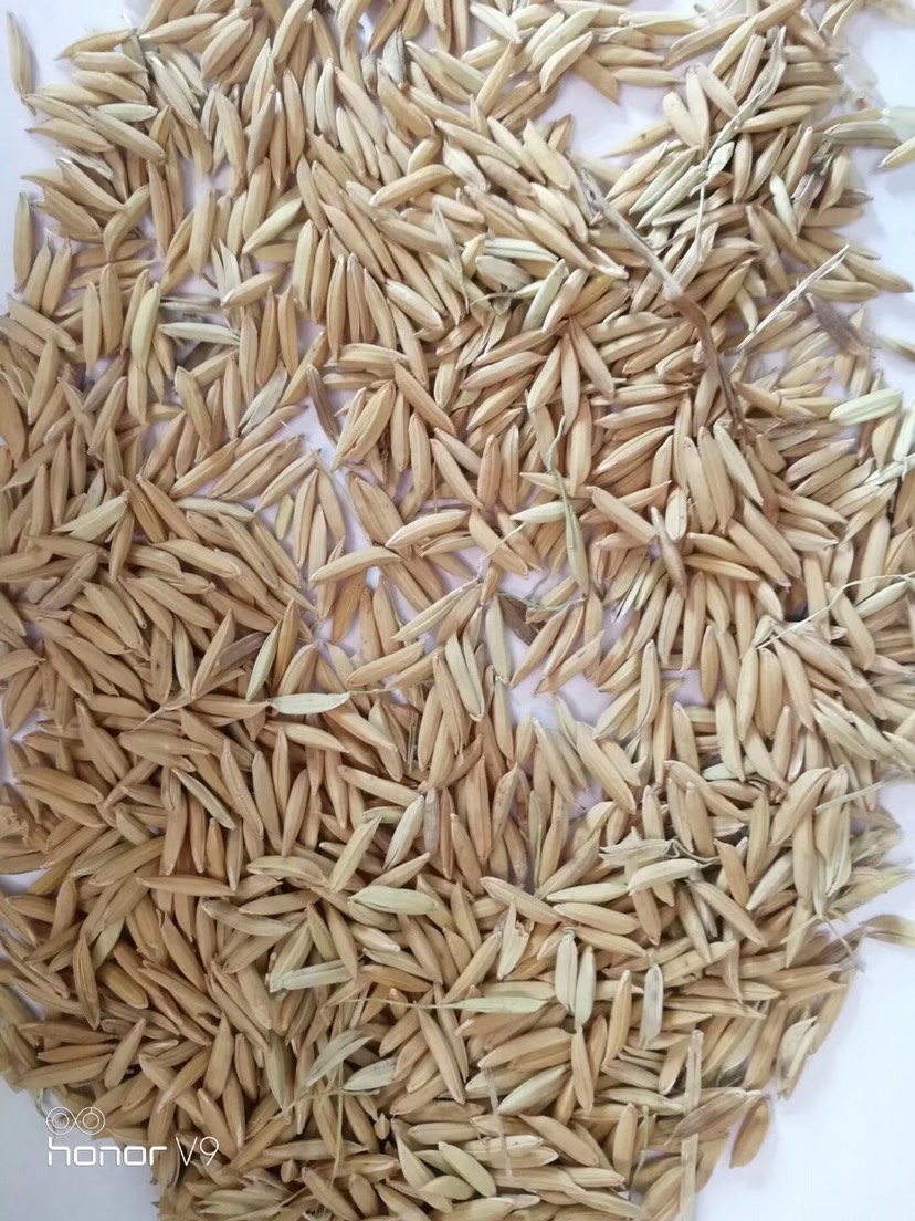 竹香莉丝水稻杂交种图片
