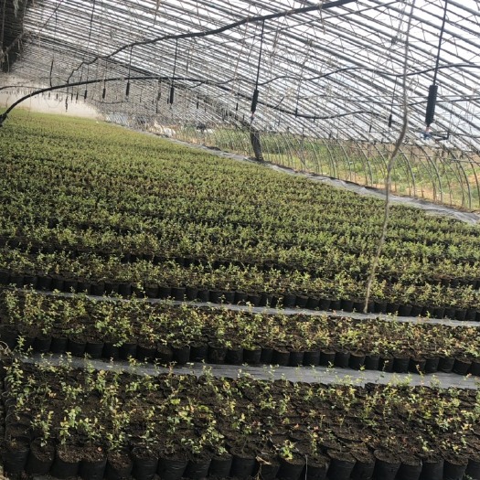 泰安 蓝莓苗基地 蓝莓苗批发 优质蓝莓苗量大优惠 品种保证 签订合