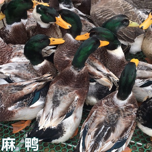 南宁 麻鸭苗