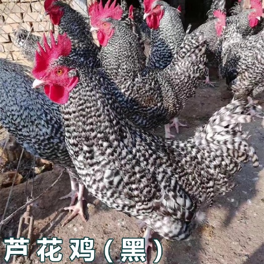 南宁 黑芦花鸡苗