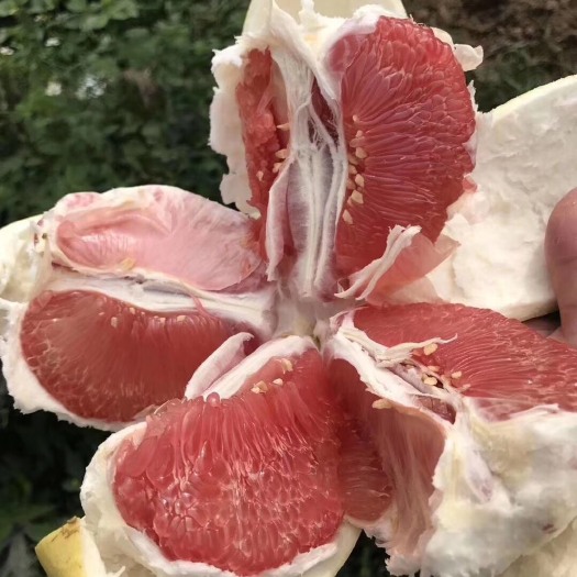 平和县红心柚