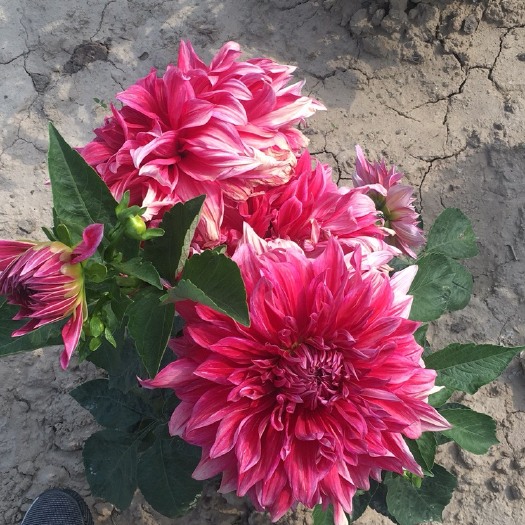 兰州大丽花种子 甘肃大丽花基地，花径可达25-30cm