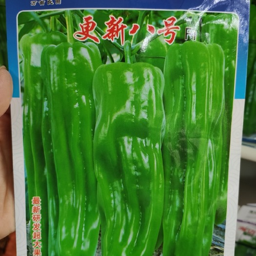金堂县泡椒种子 超级薄皮早熟泡椒王种子