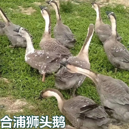 南宁 合浦狮头鹅苗