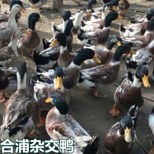 南宁 合浦杂交鸭苗