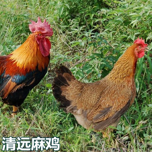 南宁 清远麻鸡苗