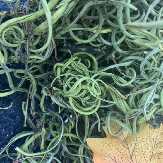 巧家县 老挝化石草 化石  猫须草 据本草纲目记载 有排石化石作用