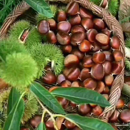 蒙阴县 板栗 2019新鲜蒙山板栗带壳油栗新鲜栗子炒货店
