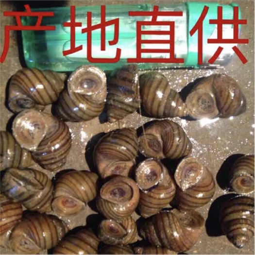 开平市 脆螺批发