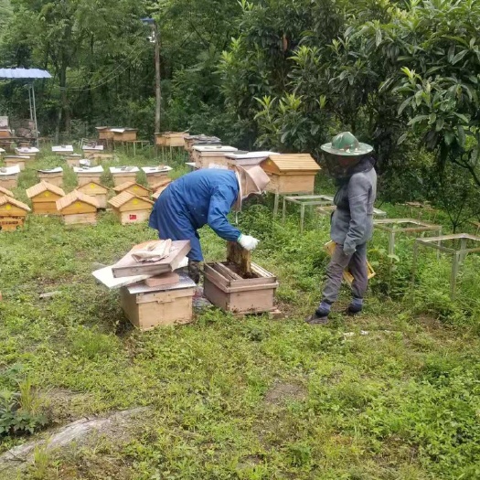 茂县 深山蜂蜜