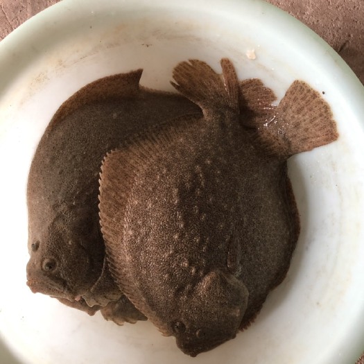 沈阳鲽鱼