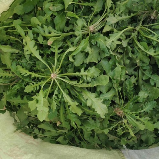 商丘 荠菜（荠荠菜）现挖现发