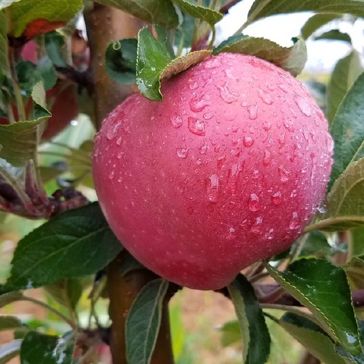 礼县花牛苹果 招代办，全国招代办