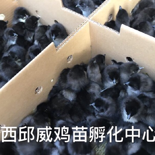 南宁 鸡苗五黑鸡苗