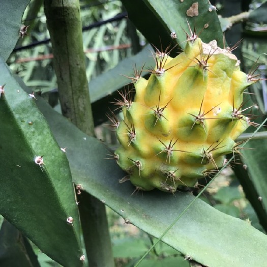 灵山县 燕窝火龙果苗