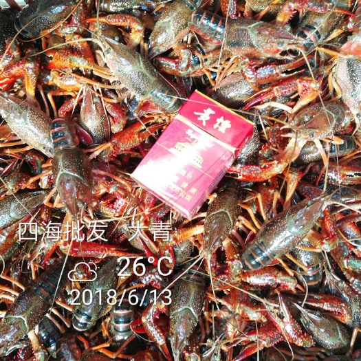 潜江市 湖北潜江清水养殖小龙虾新鲜中青中红大青大红两虾4～6钱