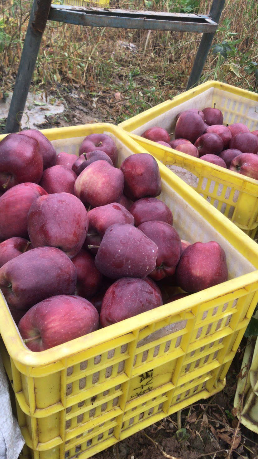 花牛苹果 68一箱12斤装全国各地顺丰包邮