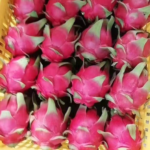 石屏县 火龙果