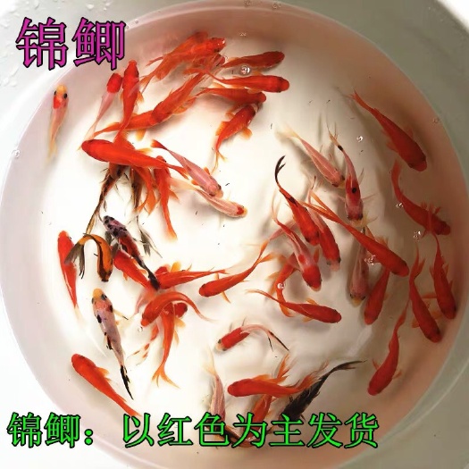 咸阳 国粹精华锦鲤鱼，美观大气
