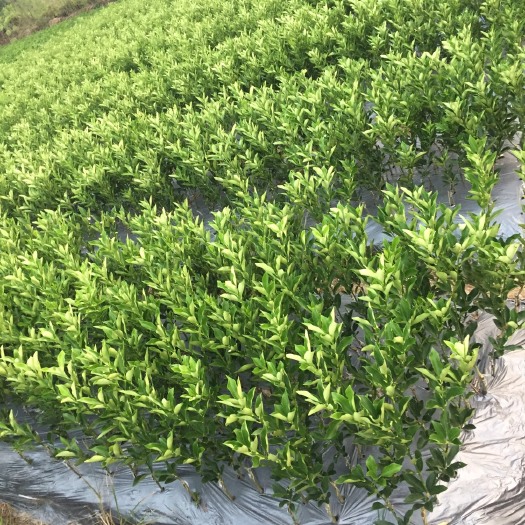 阳朔县脆蜜金柑苗 