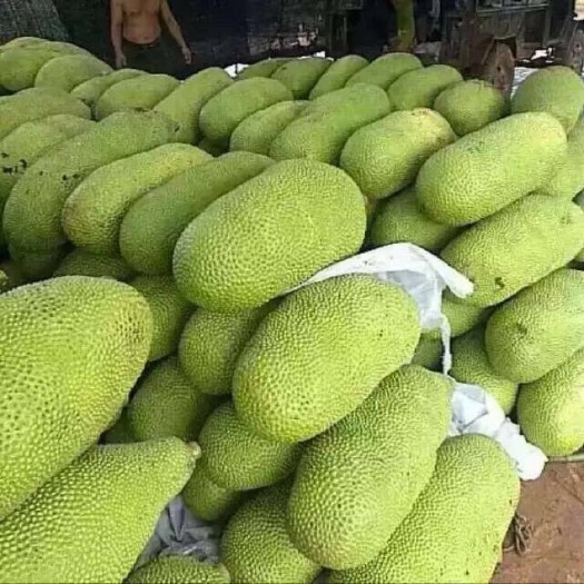 海口 小周三亚菠萝蜜批发一件代发