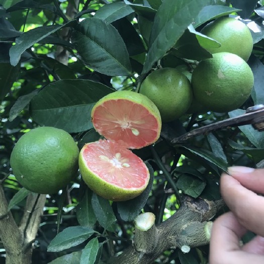 灵山县 红肉柠檬苗