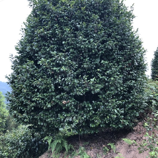 高县茶花树 140cm以上