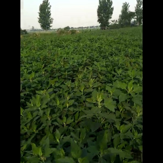 杞县 天然绿色洋姜种植基地供货