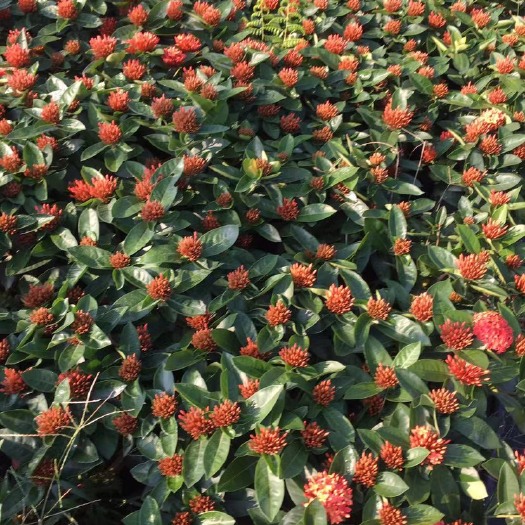 鹤山市 精品250龙船花基地直供