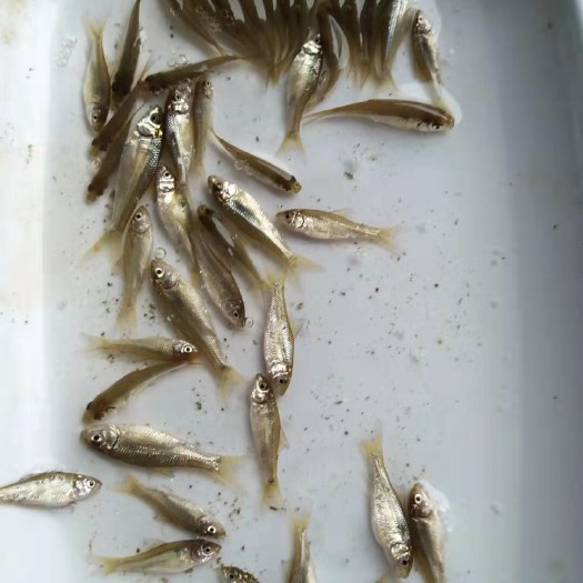 博罗县鲮鱼苗 