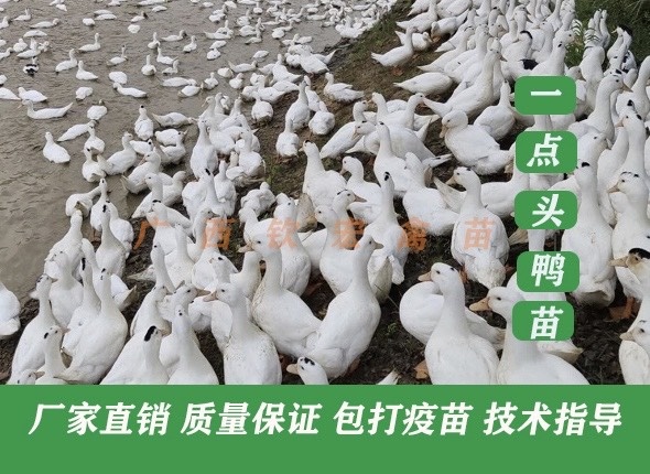 南宁一点头鸭苗