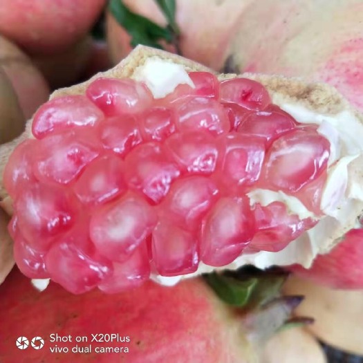 叶县 大量软籽石榴出售