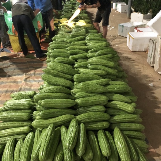 扶绥县绿苦瓜 20~30cm