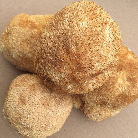 古田县 福建古田无硫猴头菇 干货猴头菇散装农家无硫食用菌厂家批发