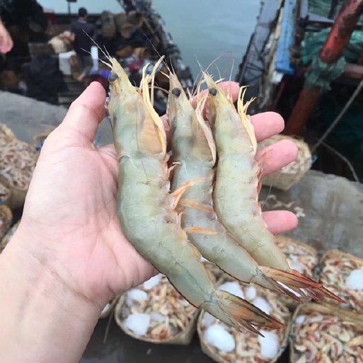 北海 明虾、麻虾、鬼虾、花虾  新鲜大海虾