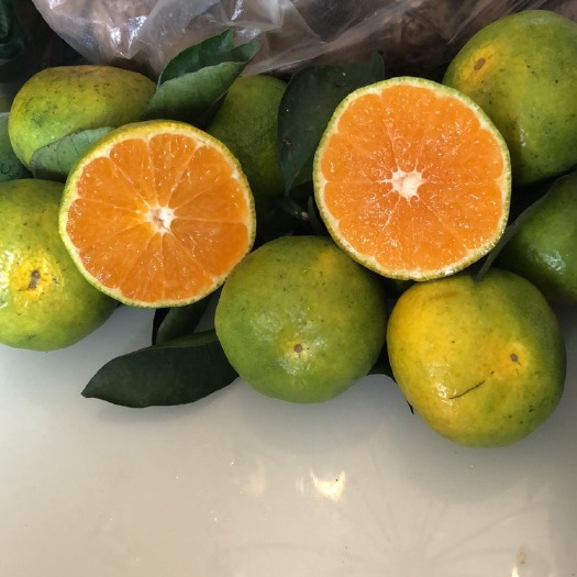 丹棱县青皮蜜桔 四川青皮蜜橘