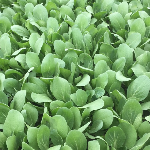 蒙城县北方小油菜 1两以下