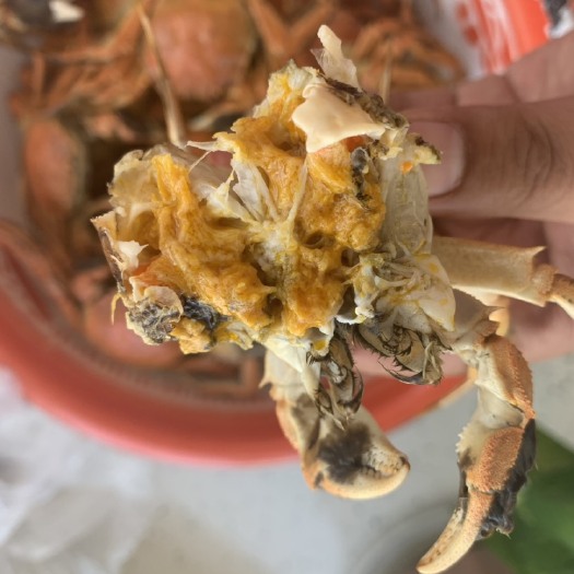 瓦房店市盘锦河蟹 自家基地，科学喂养，绿色食品