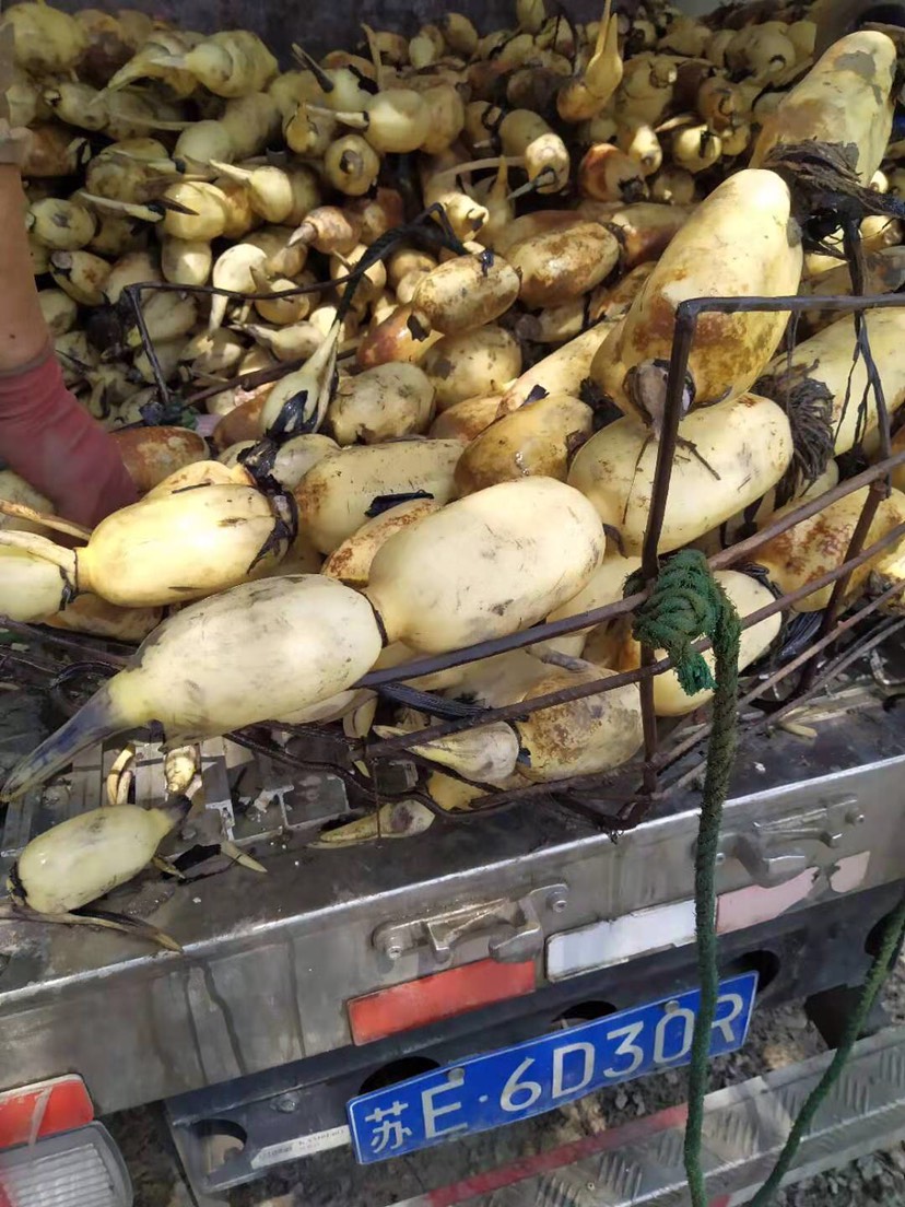  纯35田藕，每天出货量10000斤左右，当天的货