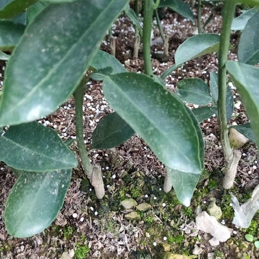 沃柑苗 沃柑，无核沃柑