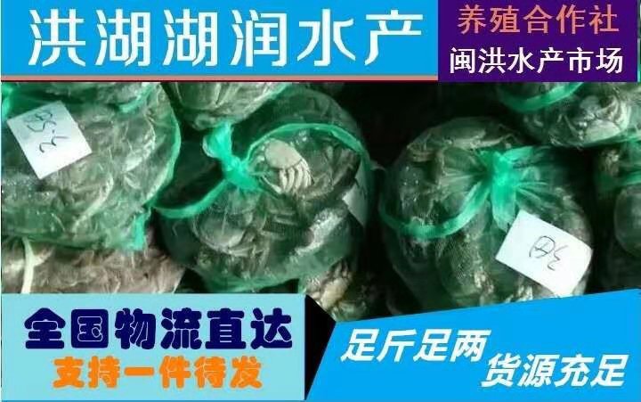 洪湖市大闸蟹  洪湖大闸蟹4公清水蟹批发红膏大闸蟹毛蟹鲜活