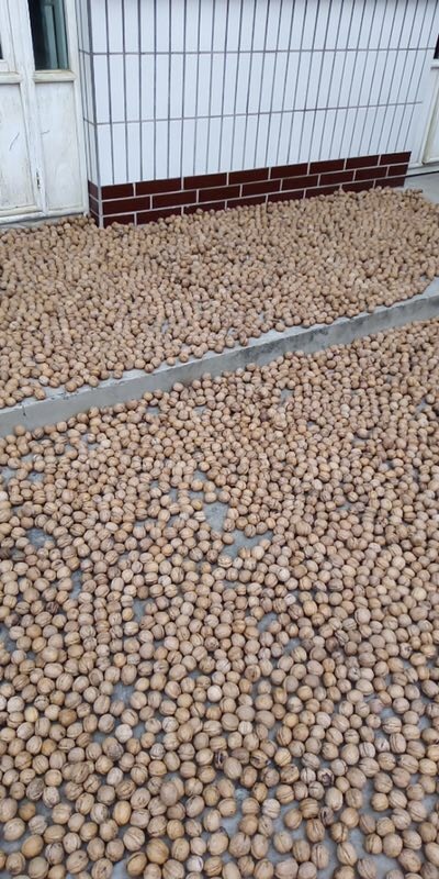 长治纸皮核桃 去皮 30mm以上 散装