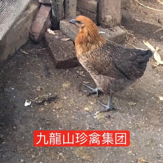 隆回县 土鸡苗批发 麻羽土乌鸡母苗批发 包做疫苗 提供养殖技术
