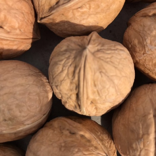  果农挥泪摔新疆185核桃，口感更胜薄皮纸核桃！